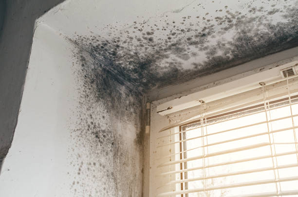Mold Removal service in Crapo